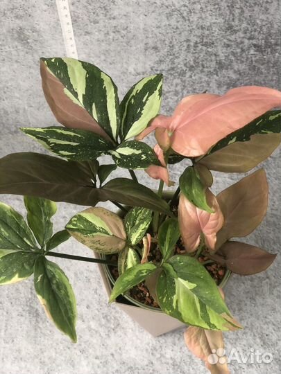 Сингониум ред спот триколор