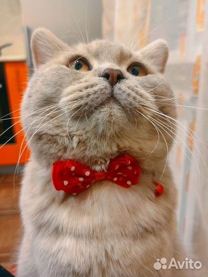 Британец, вязка