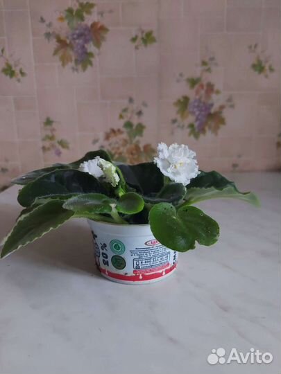 Фиалка в горшках