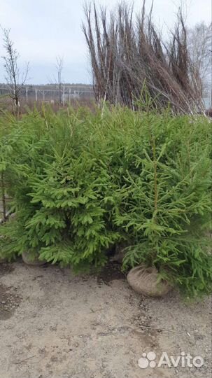 Ель обыкновенная