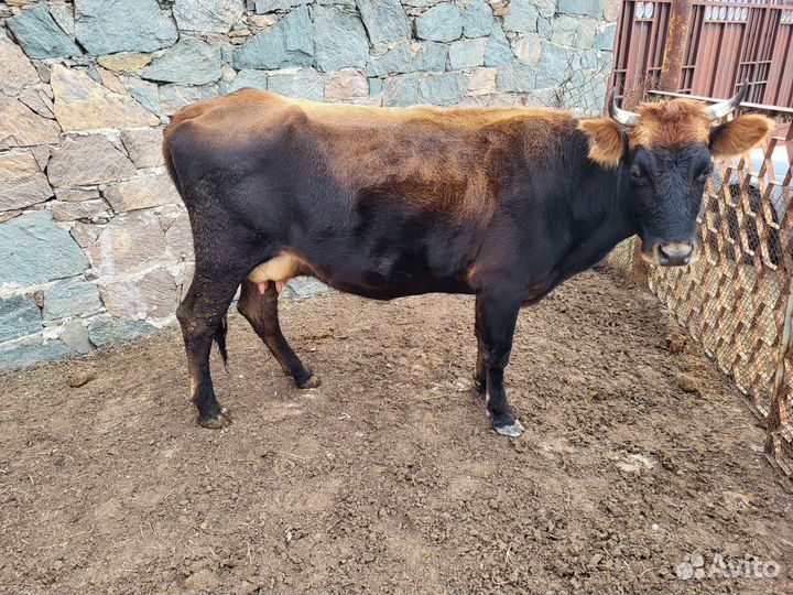Продаю коров