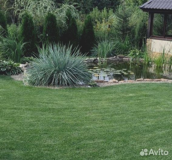 Рулонный газон под ключ