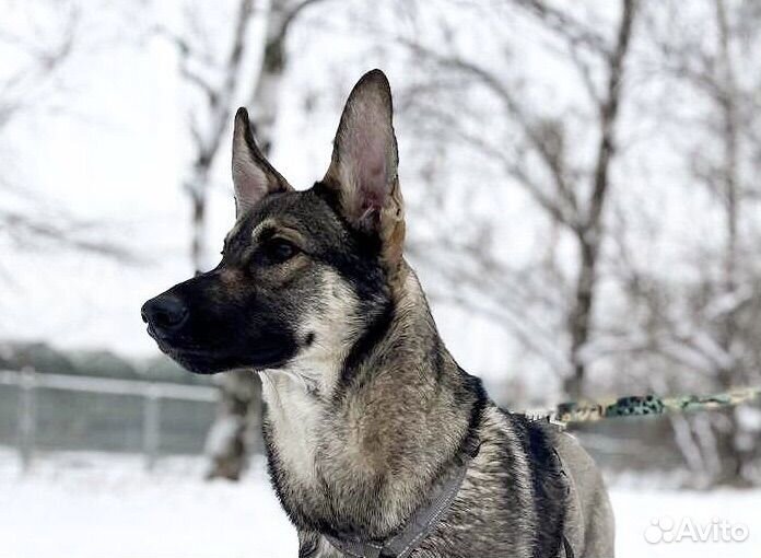 Щенок - подросток из приюта ищет дом