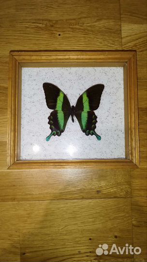 Бабочка в рамке