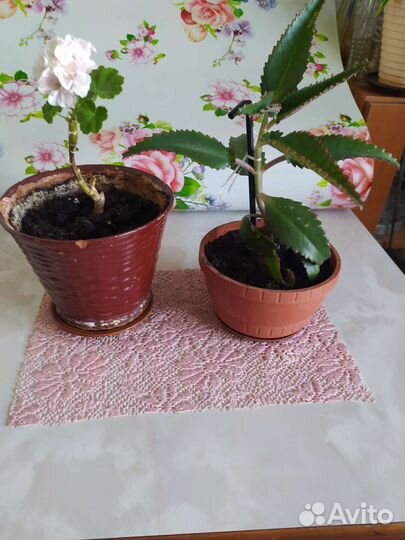 Сансевиерии