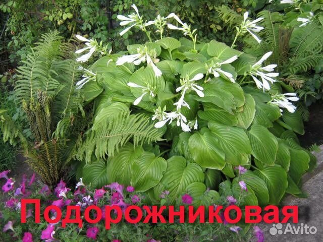 Хоста декоративная