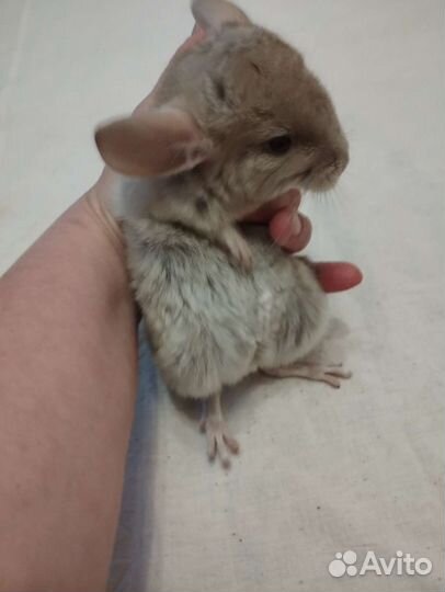 Шиншилла малыш мальчик