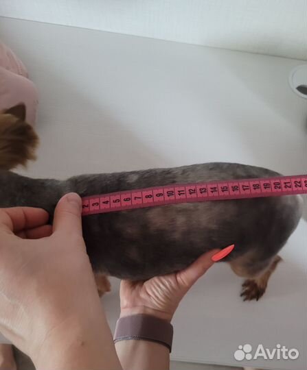 Зимний комбинезон для маленькой собачки