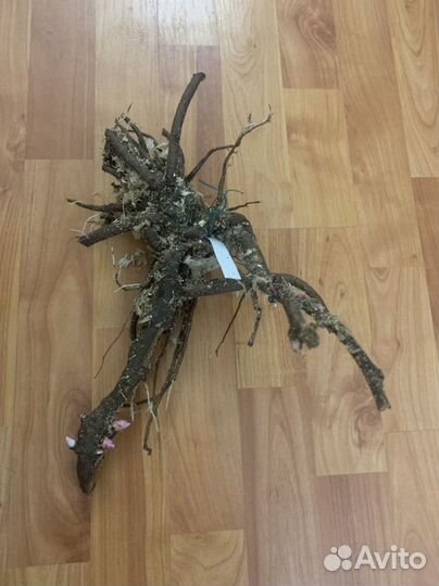 Продам пион