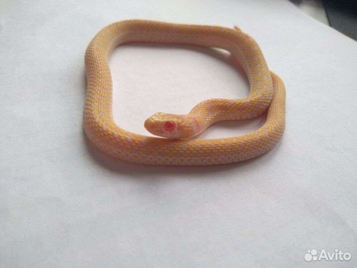 Подвязочный уж альбинос