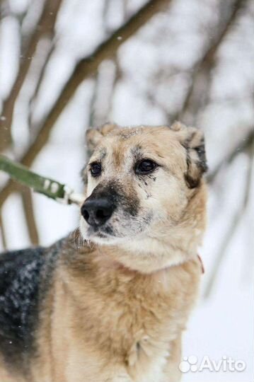 Собака с грустными глазами