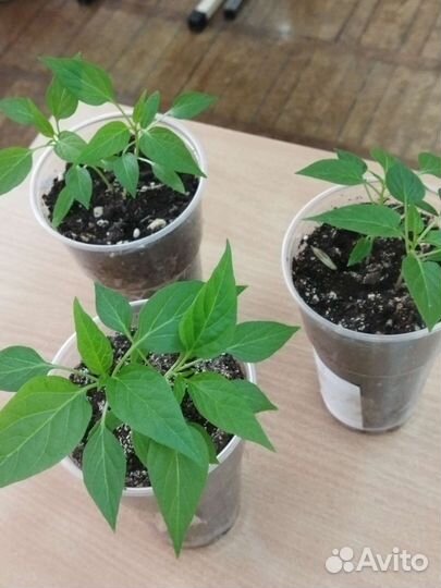 Рассада острого перца