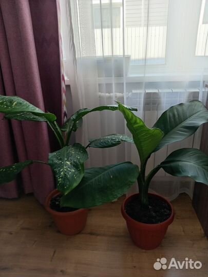 Диффенбахия