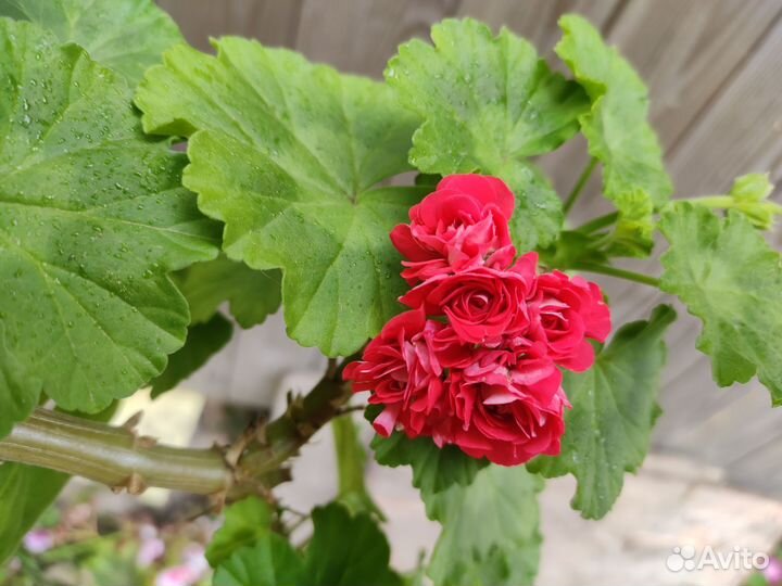 Пеларгония герань