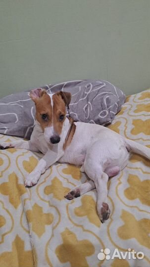 Вязка собак Джек Рассел