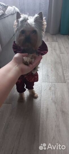 Куртка для маленькой собаки