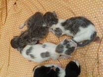 Котята родились 9 июля, крысолова мама и бабушка