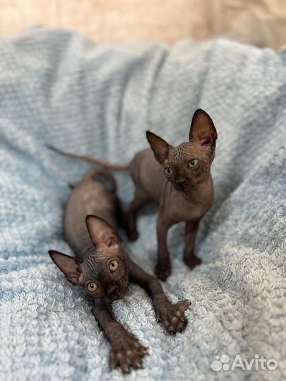 Котята канадского сфинкса