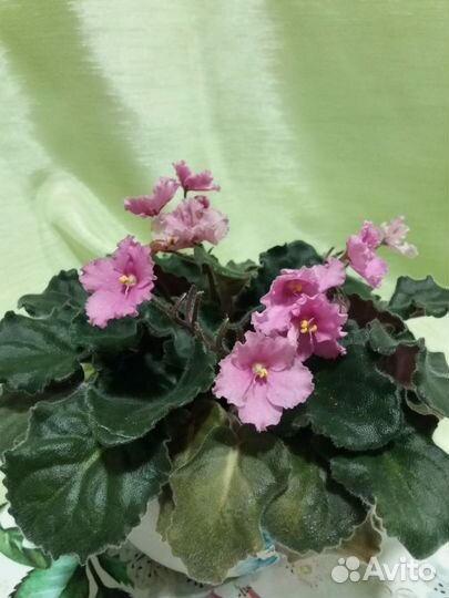 Комнатные цветы