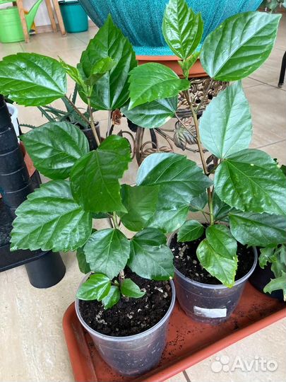 Гибискус, сциндапсус, сингониум