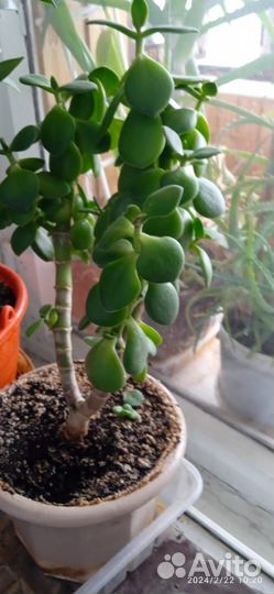 Замиокулькас