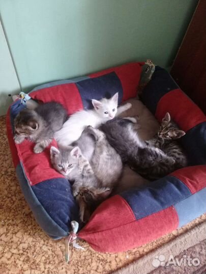 Белые и серые котята в любящую семью