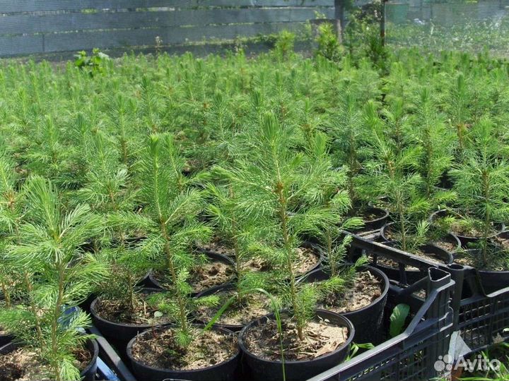 Ель живая саженцы