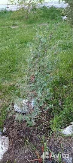 Можжевельник обыкновенный