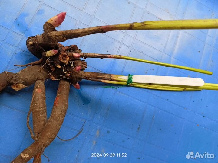 Пион Фестива Максима (Festiva Maxima)