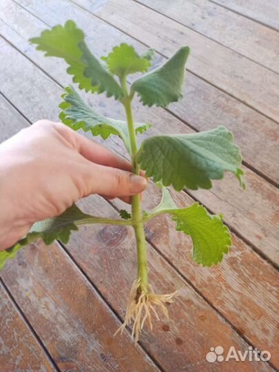 Комнатная мята. Цена договорная