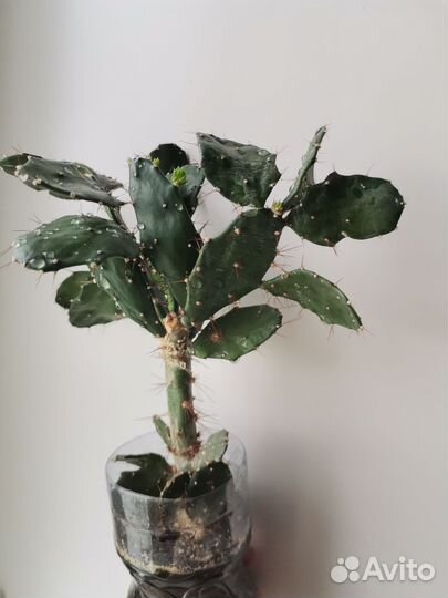 Кактус опунция