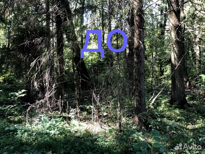 Расчистка участка от кустов, деревьев, борщевика