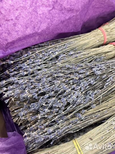 Лаванда сухоцвет