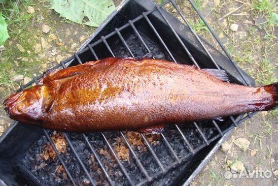 Форель живая