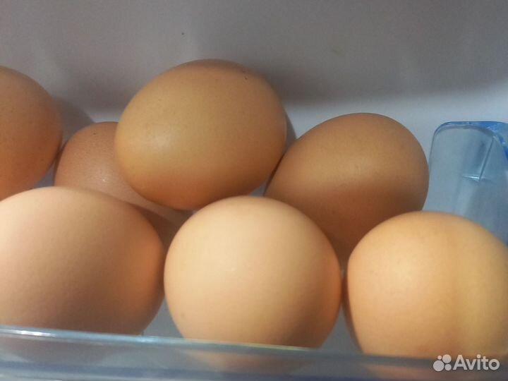 Домашние куриные яйца
