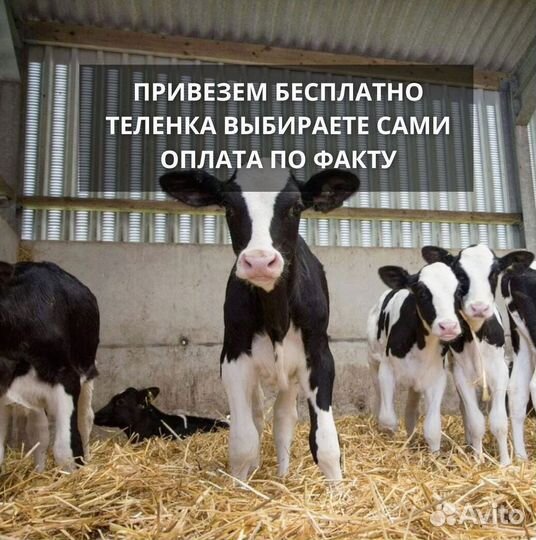 Телята мясные породы