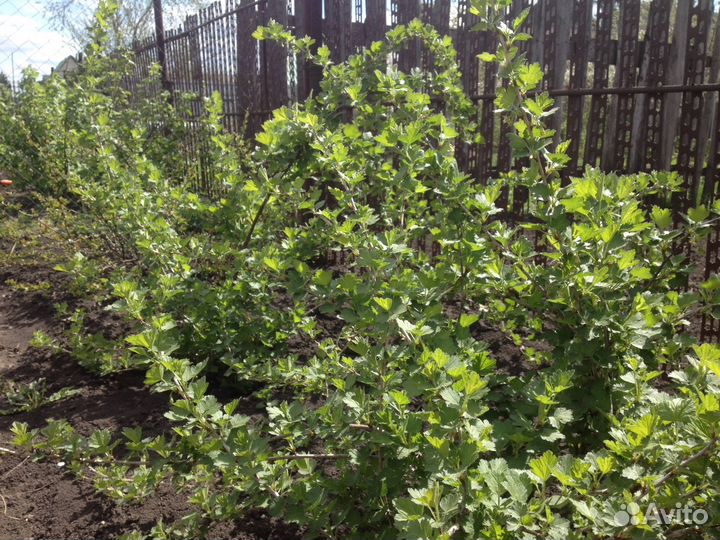 Кустарники