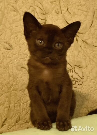 Бурманские котята