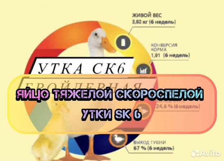 Утки ск6