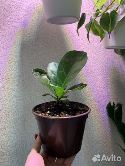 Фикус лирата бамбино