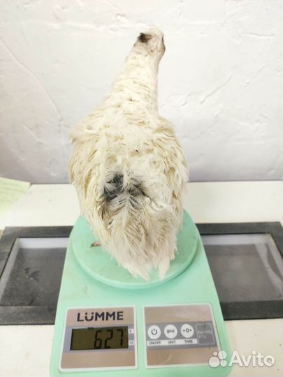 Инкубационное яйцо перепела Дмитриевский