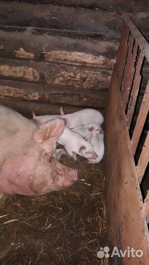 Поросенок ландрас девочки