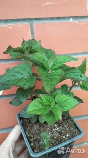 Монарда Панорама микс