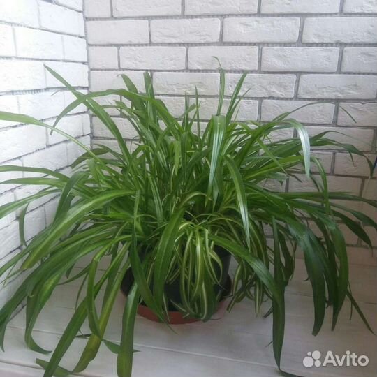 Хлорофитум хохлатый