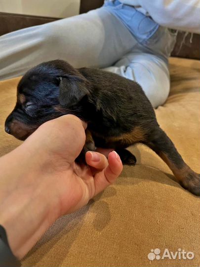 Щенки добермана