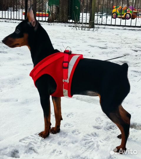 Щенки Цвергпинчера