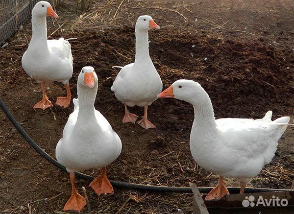 Яйца индюшиные, утиные, индоутки,селезни