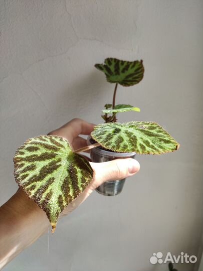 Бегония и разные другие растения