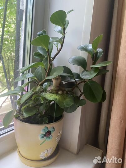 Комнатные цветы