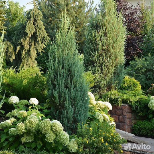 Можжевельник скальный разные сорта